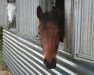 jumper Lucky's Lonestar (Hanoverian, 2010, from Lord Pezi)