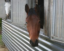 Springpferd Lucky's Lonestar (Hannoveraner, 2010, von Lord Pezi)