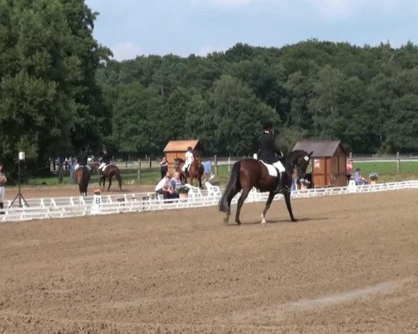 dressage horse Lümmel 63 (unknown,  )