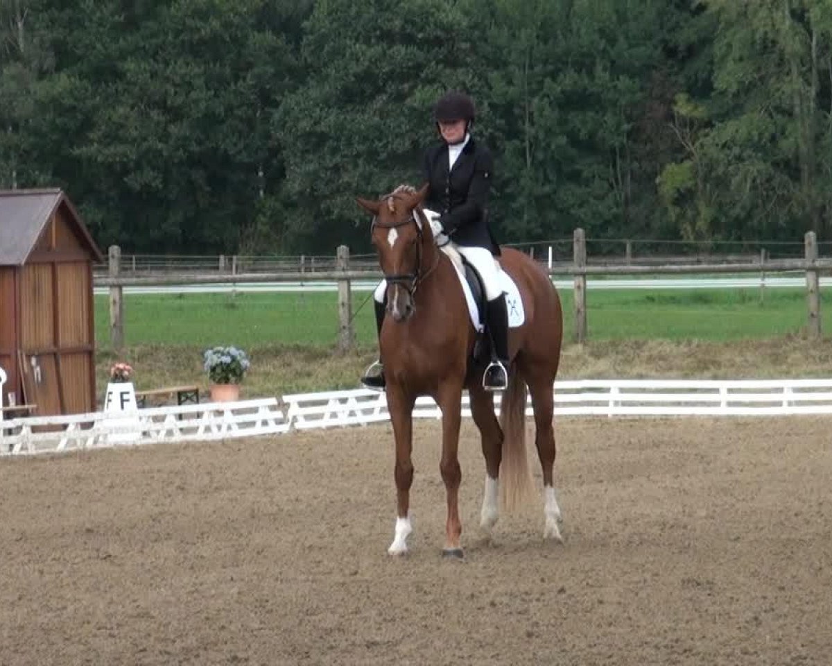 broodmare Londonflower (Hanoverian, 2009, from Londontime)