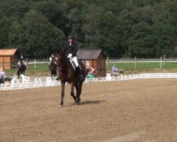 dressage horse Skywalker 58 (Hanoverian, 2008, from Scolari)