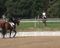 Pferd Roderick CV (Österreichisches Warmblut, 2007, von Riccione)