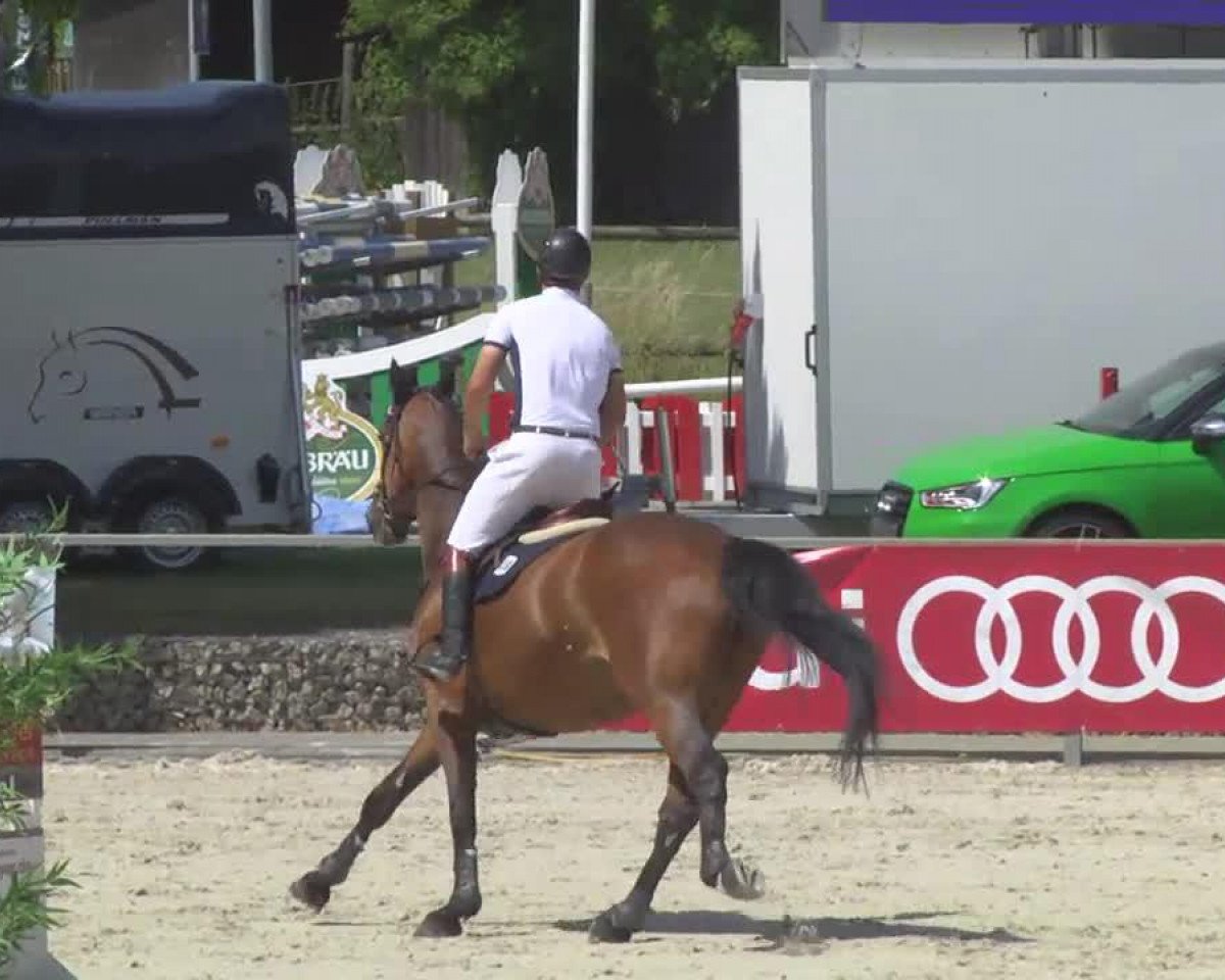 Springpferd Hero van de Heffinck (Belgisches Warmblut, 2007, von Pkz Contact van de Heffinck)