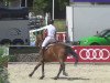 jumper Hero van de Heffinck (Belgian Warmblood, 2007, from Pkz Contact van de Heffinck)