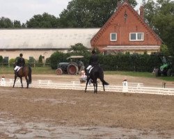 dressage horse Don Diego 65 (Hanoverian, 2007, from Don Frederico)