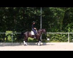 dressage horse Swarella (Hannoveraner, 2008, from Swarovski)