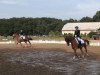 dressage horse Sympatico 31 (Oldenburg, 2007, from Samba Hit III)