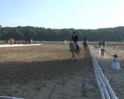 dressage horse Hanni 228 (Hanoverian, 2009, from Hochadel)