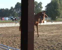 dressage horse Linetto 9 (Hanoverian, 2009, from Londontime)