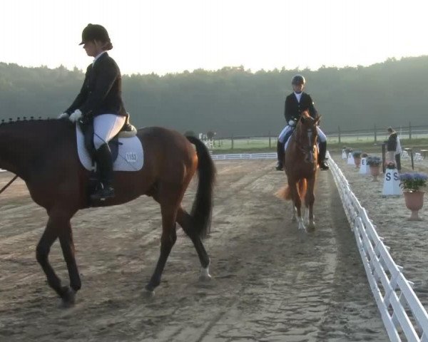 dressage horse Sir Oli E (Hanoverian, 2009, from Sarkozy 3)