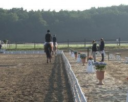 dressage horse Superior 6 (Hanoverian, 2010, from Sancisco)