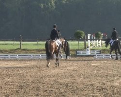 dressage horse Lukas H (Hanoverian, 2010, from Londontime)