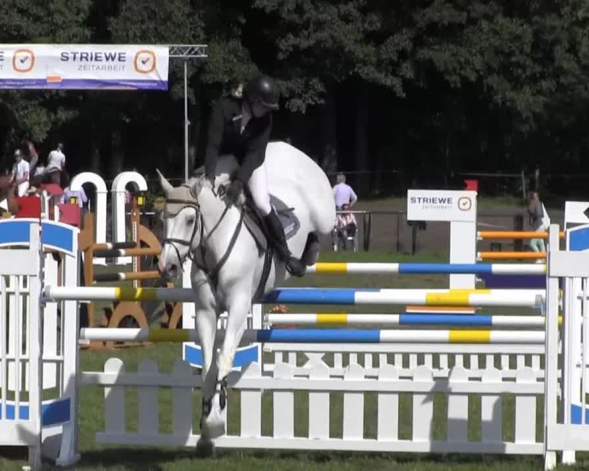 Springpferd La Cassin (Dänisches Warmblut, 1997, von Cassini I)