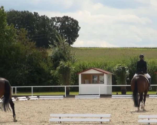 dressage horse Fantastiko 6 (Westphalian, 2008, from Florenciano 6)