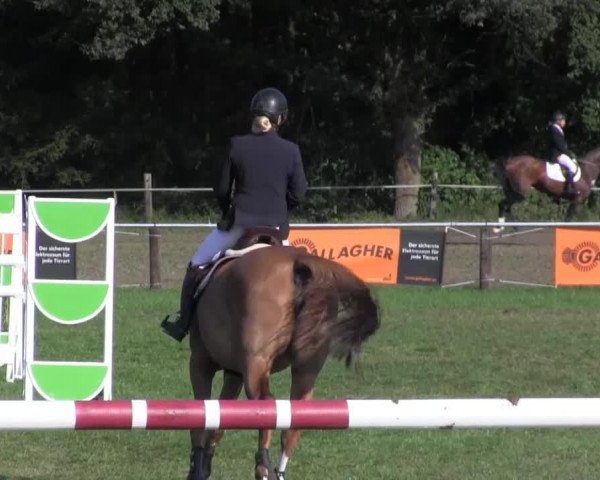 jumper Dollar Girl 43 (Danish Warmblood, 2006, from Heartbeat)