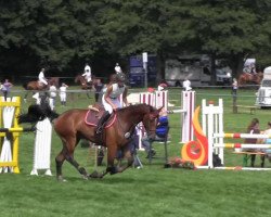 jumper Contayo 2 (Hanoverian, 2007, from Conteur)