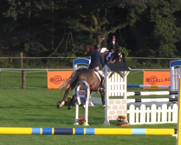 jumper Castino 7 (Hanoverian, 2009, from Cassus 2)