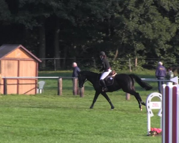 jumper Pitz Palü 4 (Hanoverian, 2009, from Perigueux)
