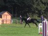 jumper Pitz Palü 4 (Hanoverian, 2009, from Perigueux)