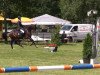 jumper Skyfall 8 (Hanoverian, 2009, from Stalypso)