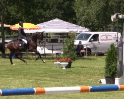 jumper Skyfall 8 (Hanoverian, 2009, from Stalypso)