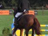 jumper As di Louis (Hanoverian, 2009, from Asti's Amsterdam)