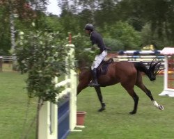 jumper Loopina 3 (Hanoverian, 2009, from Lord Pezi)