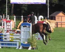 jumper Santiano 8 (Hanoverian, 2009, from Stolzenberg)