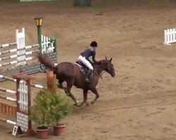 jumper En Cantara (Hanoverian, 2007, from Embassy I)