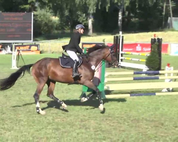 jumper Irco Kharma (Swedish Warmblood, 2005, from Irco Mena)