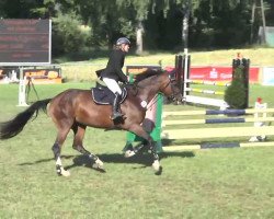 Springpferd Irco Kharma (Schwedisches Warmblut, 2005, von Irco Mena)