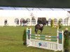 jumper Castuo (Hanoverian, 2008, from Contendro I)