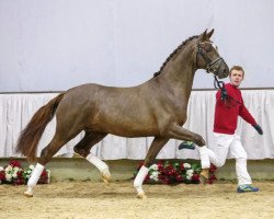 horse Hengst von Quotenkönig / Florestan (Westfale, 2013, from Quotenkoenig 2)