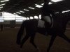 dressage horse Rascalino 9 (Westphalian, 2009)