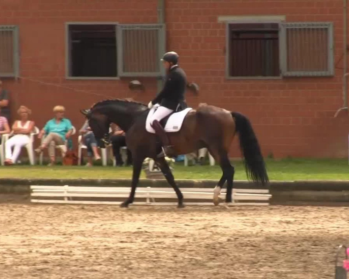 dressage horse De Mone' (Danish Warmblood, 2004, from de Noir 3)