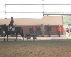 jumper Twister Filou (German Riding Pony, 2009, from Top Dubidu)