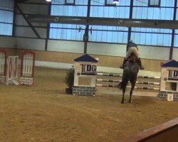 jumper Concettdro (Hanoverian, 2008, from Contendro I)