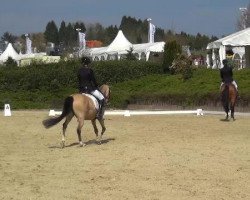 dressage horse Casanova 459 (German Riding Pony, 2009, from FS Champion de Luxe)