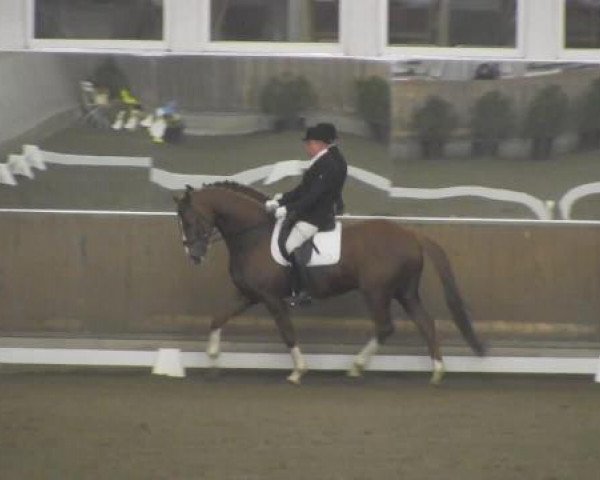 dressage horse For You 52 (Hanoverian, 2007, from For Pleasure)