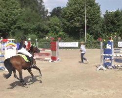 jumper Conny 365 (Welsh-Pony (Section B), 2000, from Knockillarees Colin)