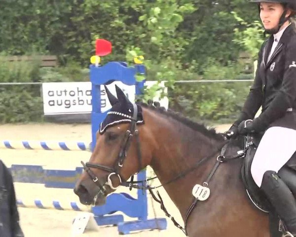 jumper Jamie 50 (German Riding Pony, 2007, from Maverick)