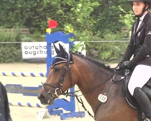 Springpferd Jamie 50 (Deutsches Reitpony, 2007, von Maverick)