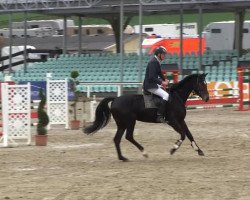 jumper Chiara (Hanoverian, 2009, from Contendro I)