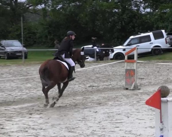 dressage horse Sir Freddy (unknown, 2008)