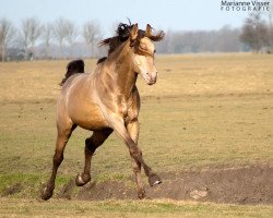 horse Kharamel GF (Arabisches Halbblut / Partbred, 2003, from Khalvin Khlein KpM)