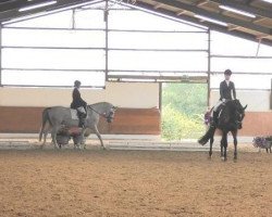 dressage horse Desertstorm (German Riding Pony, 2007, from Dein Freund)