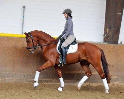 dressage horse Woki's Wisdom Junior (Oldenburg, 2014, from Wisdom)