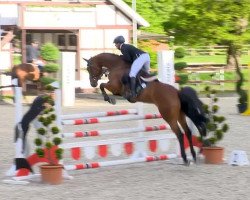 jumper Chasilia (Hanoverian, 2007, from Chacco-Blue)