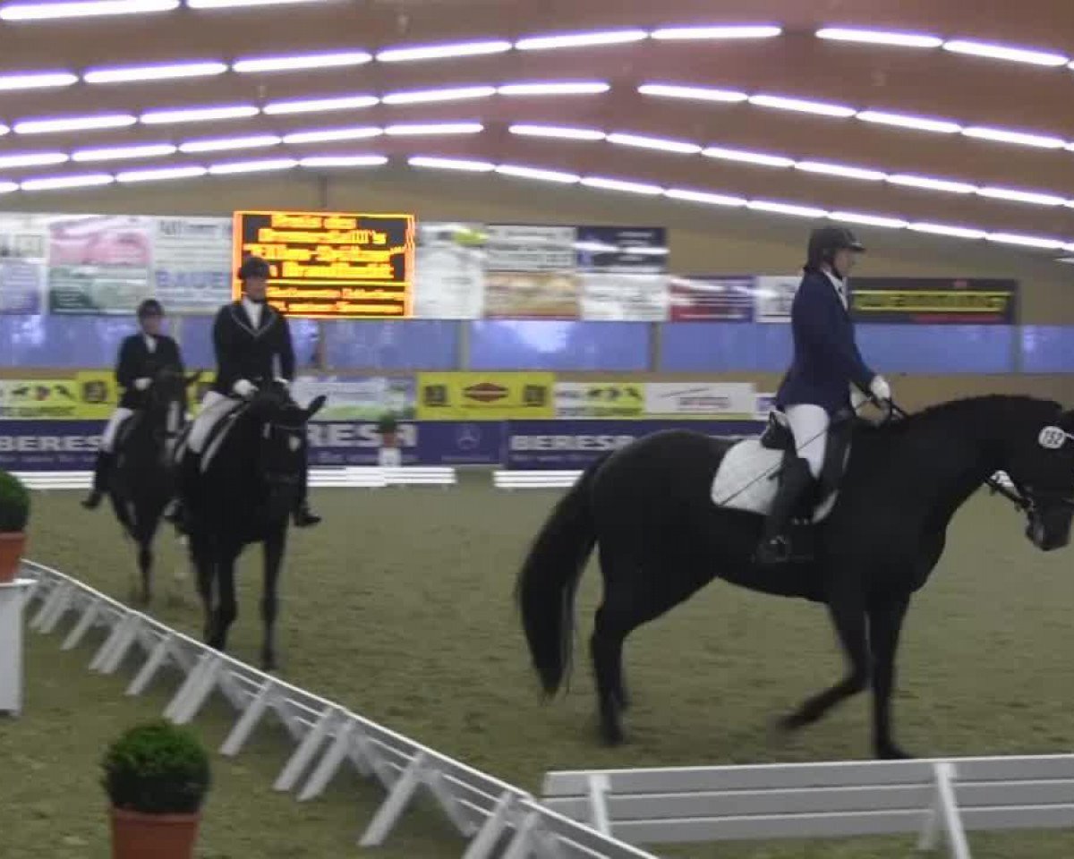 Dressurpferd Emmilou (Hannoveraner, 2004, von El Bundy)