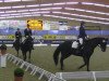 dressage horse Emmilou (Hanoverian, 2004, from El Bundy)